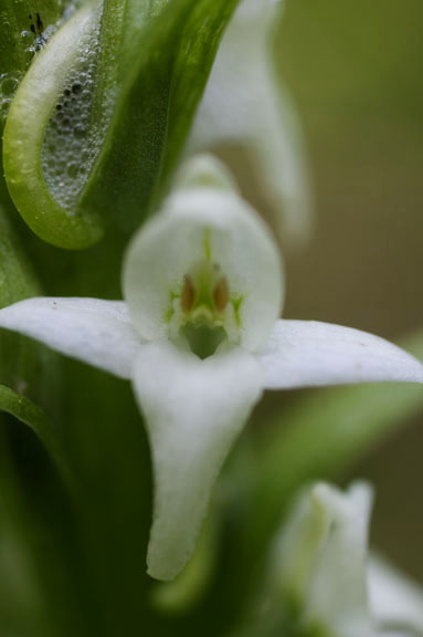 Platanthera dilatata v. leucostachys