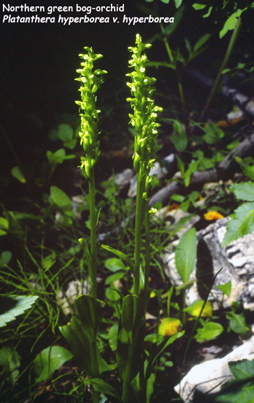 Platanthera hyperborea v. hyperborea