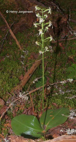 Platanthera orbiculata