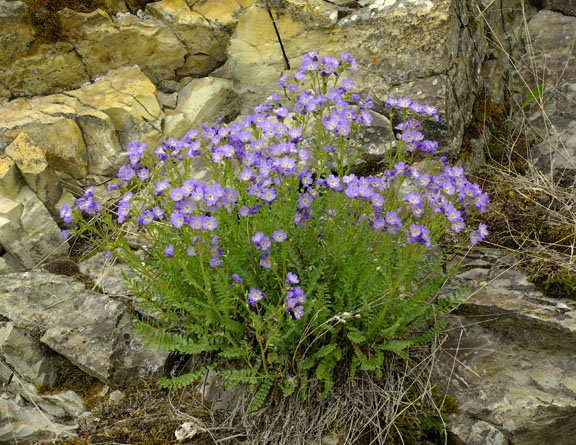 Polemonium pulcherrimum