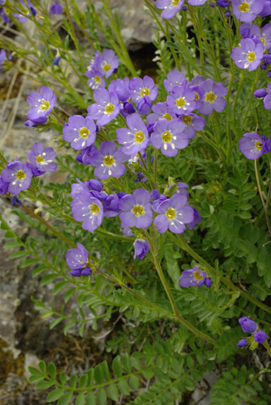 Polemonium pulcherrimum