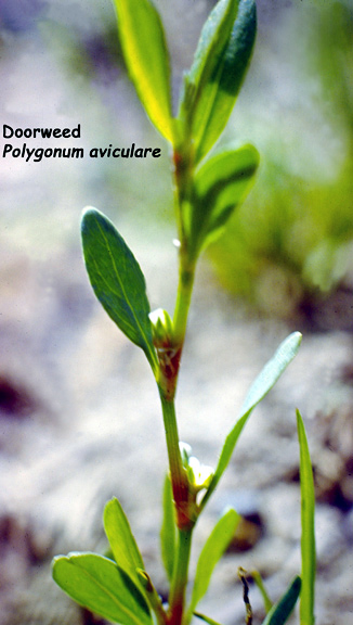 Polygonum aviculare