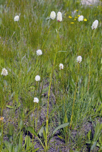 Polygonum bistortoides