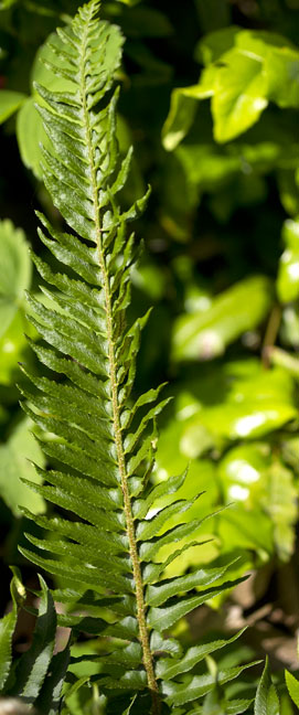 Polystichum munitum var. munitum