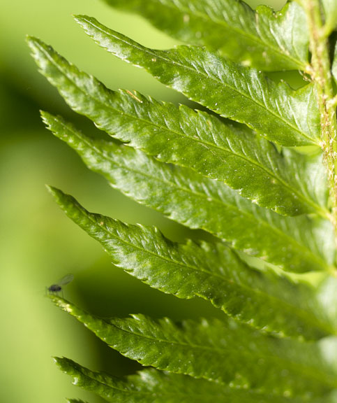 Polystichum munitum var. munitum
