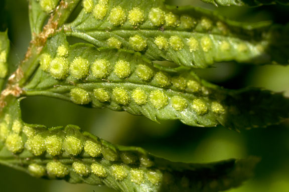 Polystichum munitum var. munitum