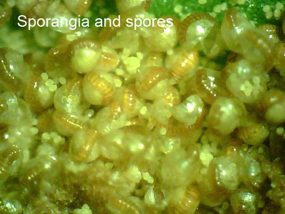 Polystichum munitum var. munitum