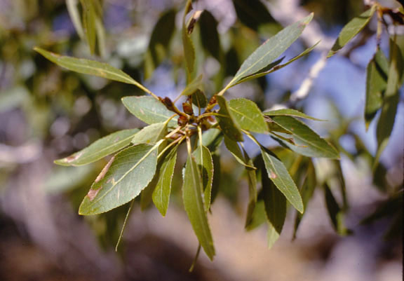 Populus angustifolia
