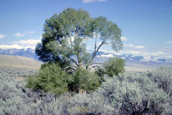 Populus angustifolia