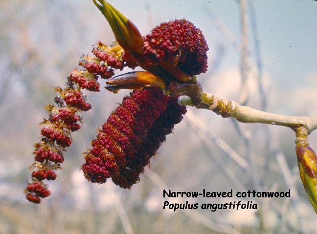 Populus angustifolia