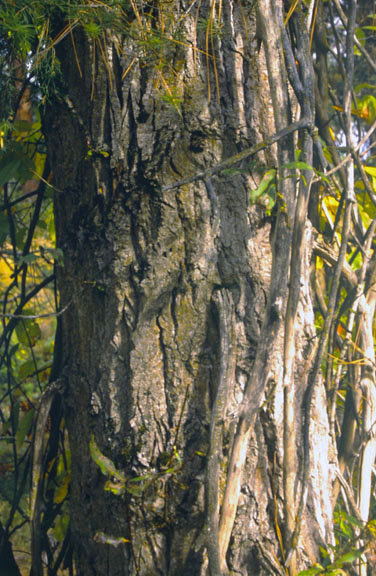 Populus angustifolia
