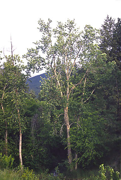 Populus angustifolia