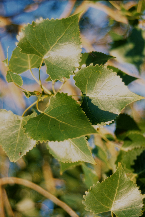 Populus deltoides