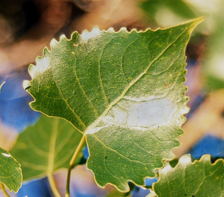 Populus deltoides