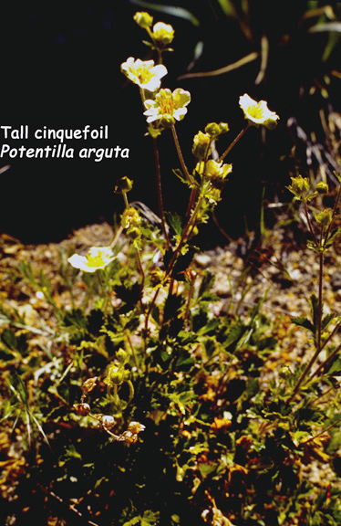 Potentilla arguta