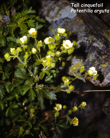 Potentilla arguta