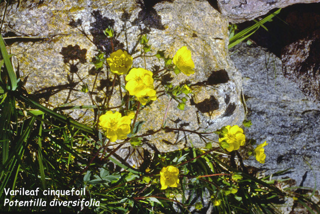 Potentilla diversifolia