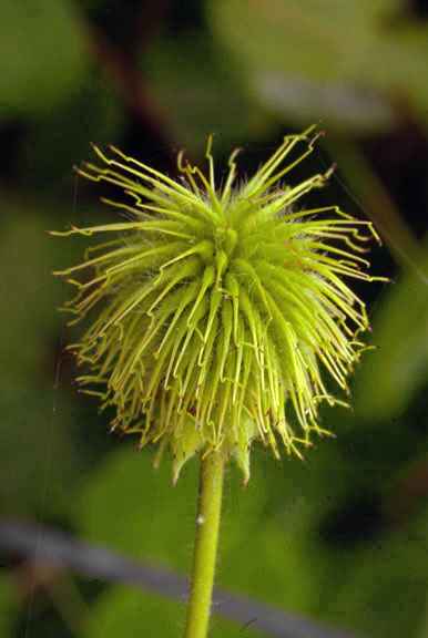 Potentilla norvegica