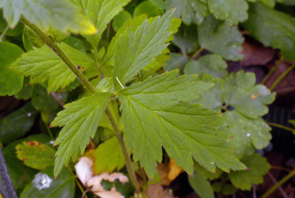 Potentilla norvegica