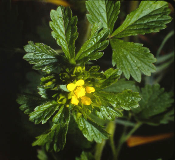 Potentilla norvegica