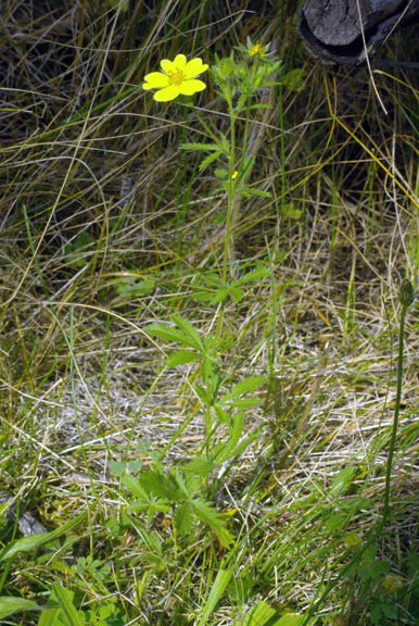 Potentilla recta