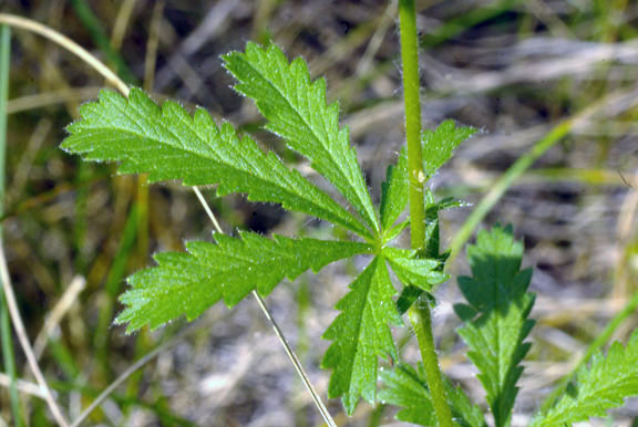 Potentilla recta