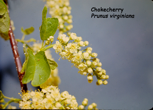 Prunus virginiana