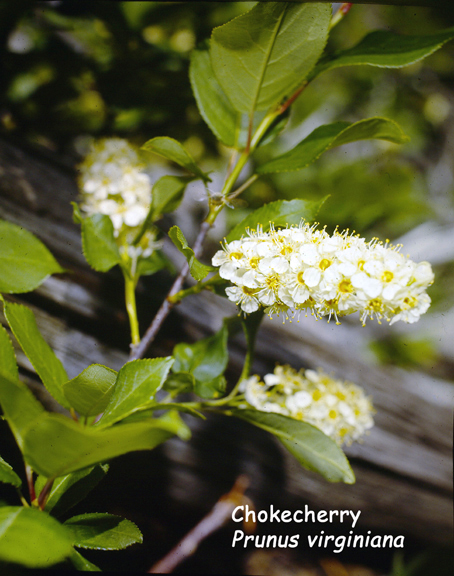 Prunus virginiana