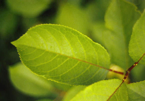Prunus virginiana
