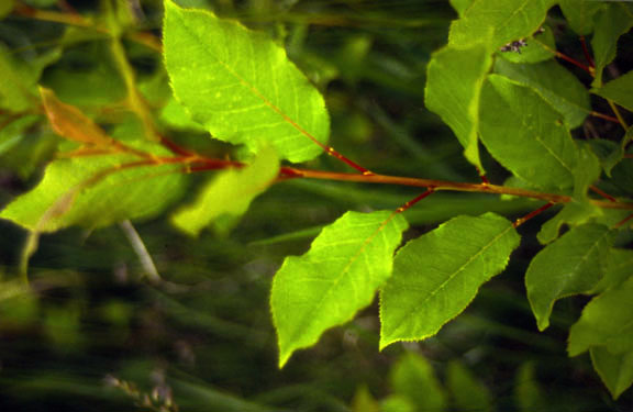Prunus virginiana