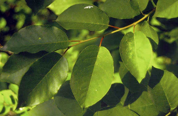 Prunus virginiana