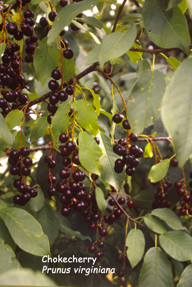 Prunus virginiana