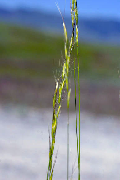 Pseudoregneria spicata