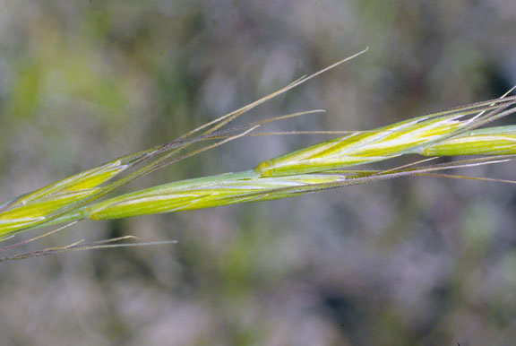 Pseudoregneria spicata