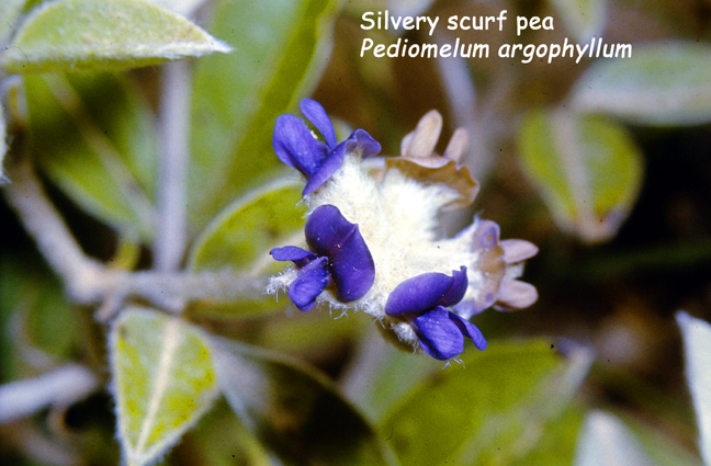Pediomelum argophyllum