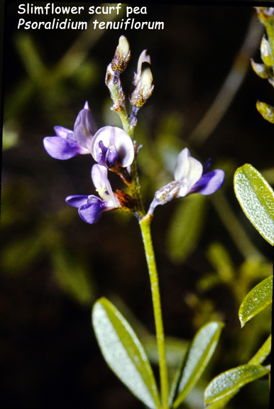 Psoralidium tenuiflorum