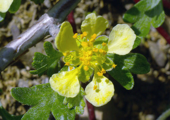 Purshia tridentata