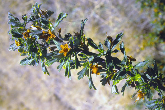 Purshia tridentata