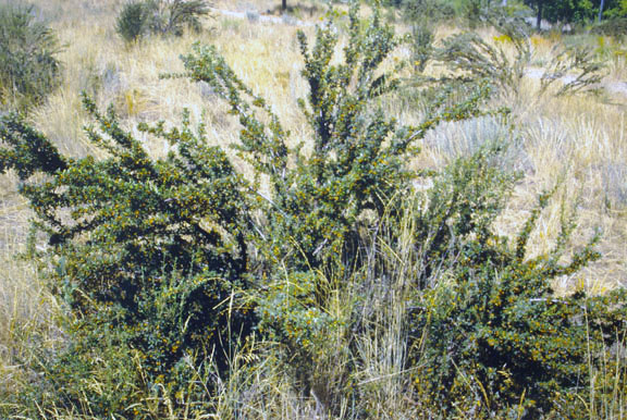 Purshia tridentata