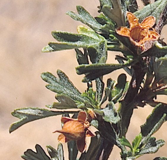 Purshia tridentata