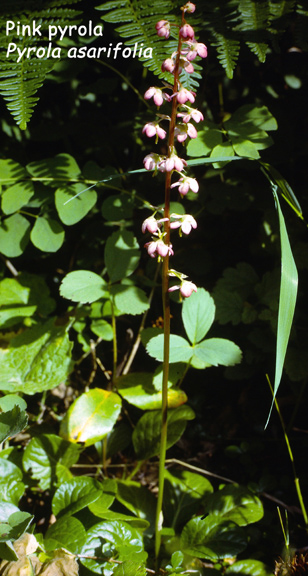 Pyrola asarifolia