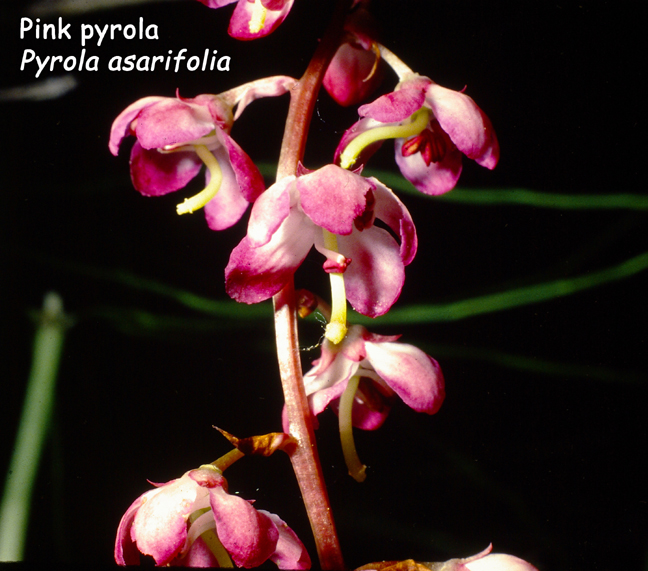 Pyrola asarifolia
