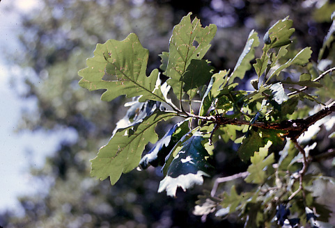 Quercus macrocarpa