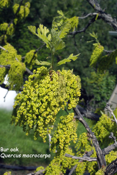 Quercus macrocarpa