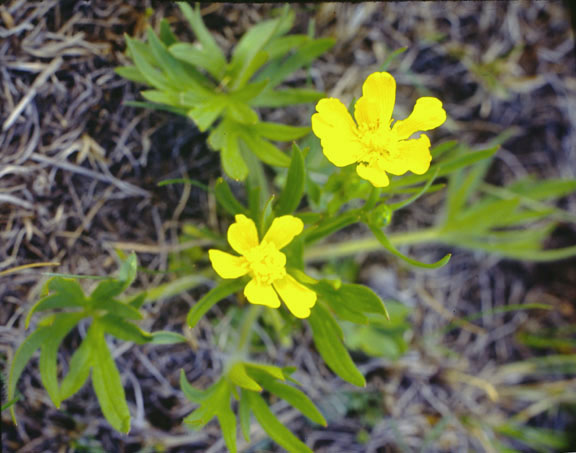 Ranunculus acriformis