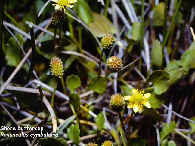 Ranunculus cymbalaria