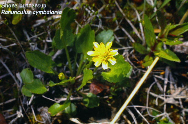 Ranunculus cymbalaria