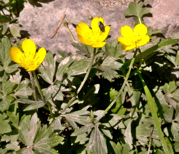 Ranunculus eschscholtzii