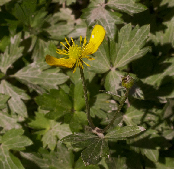 Ranunculus eschscholtzii
