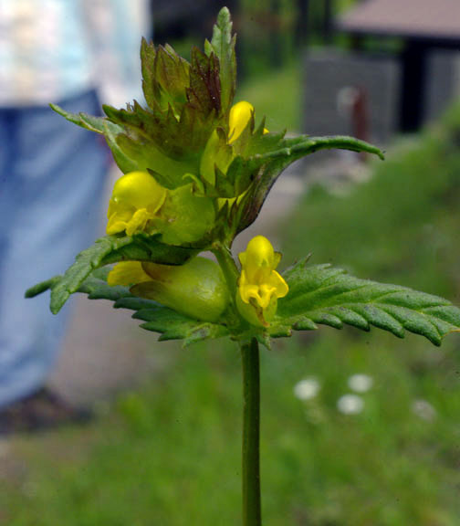 Rhinanthus crista-galli